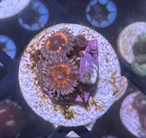 Armor Of God Zoas