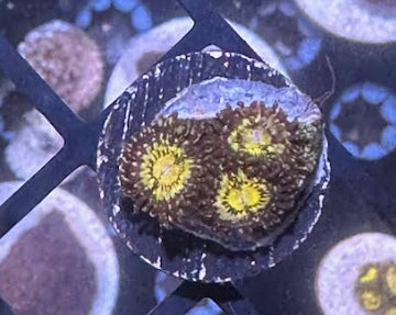 SWC Golden Eyes Zoas