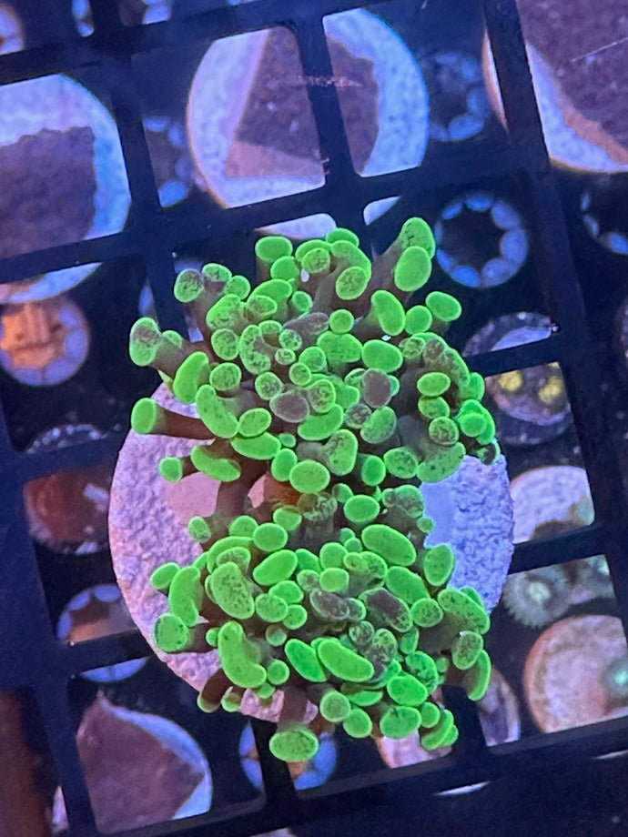 Toxic Hammer Coral - Two Heads