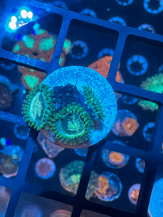 SWC Arnold Palmer Zoas