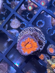 SWC Oceans Fire Acan